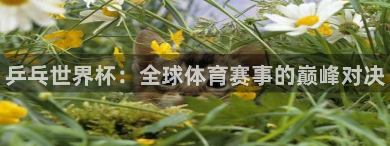 2026世界杯：乒乓世界杯：全球体育赛事的巅峰对决